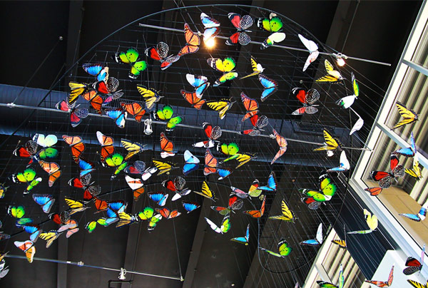 Butterfly at the Pediatric Dentist Serving Highland Village, Flower Mound and Lantana